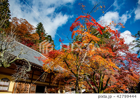 錦秋の永源寺　法堂 42799444