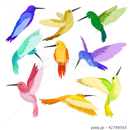 Flat Vector Set Of Hummingbirds With Colorful のイラスト素材
