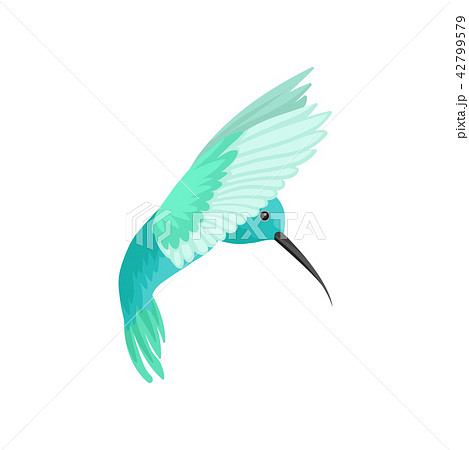 Flat vector icon of beautiful colibri bird. Tropical hummingbird with long thin beak. Wildlife and 42799579
