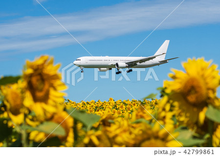 ひまわりと飛行機 42799861