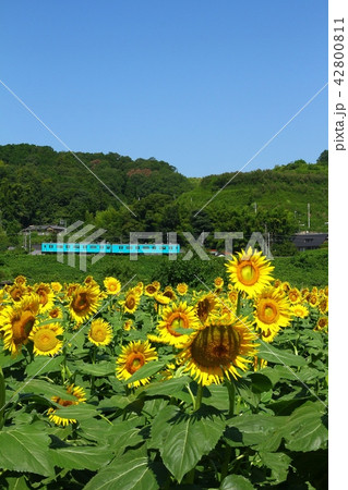 ひまわりと和歌山線 42800811