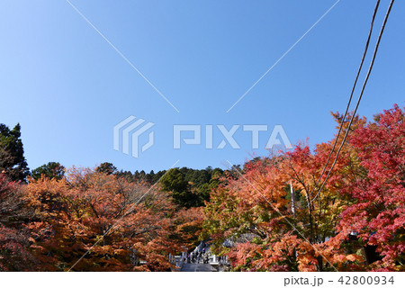 阿夫利神社下社　紅葉 42800934