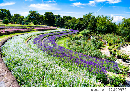 山梨 ハイジの村 42800975