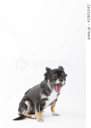 チワワ チワワ 42801042