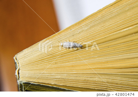 Insect feeding on paper - silverfish. Silverfish at the end of the book. 42801474