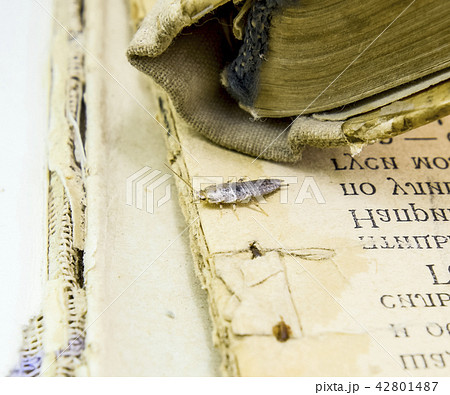 Insect feeding on paper - silverfish Insect feeding on paper - silverfish 42801487