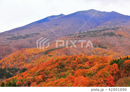 紅葉の不忘山麓 紅葉の不忘山麓 42801890