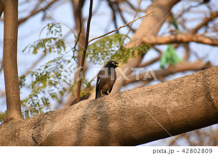 Common Myna, Indian mynah Acridotheres tristis Common Myna, Indian mynah Acridotheres tristis 42802809