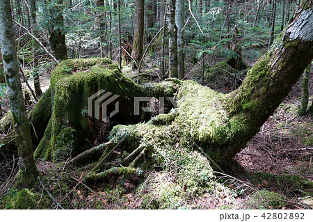 苔の森　白駒の池　八千穂高原　　南佐久郡佐久穂町 42802892