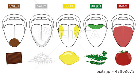 Tongue Taste Areas Food Illustration Tongue Taste Areas Food Illustration 42803675