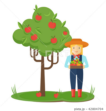 Apple picking. Farmer woman in the garden with boxes of apples in his hands. 42804704