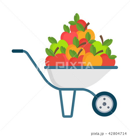 Apple picking. Apple in garden wheelbarrow. Natural Products, Farm Market. 42804714