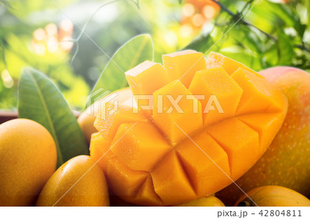 新鮮なマンゴーフルーツ Fresh Mango 芒果 水果 新鮮 夏天 新鮮なマンゴーフルーツ Fresh Mango 芒果 水果 新鮮 夏天 42804811