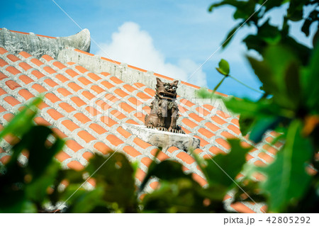 竹富島のシーサー 竹富島のシーサー 42805292