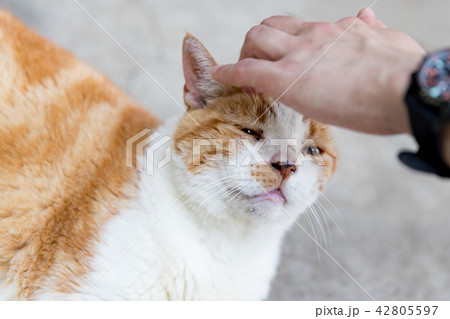撫でられる猫 42805597