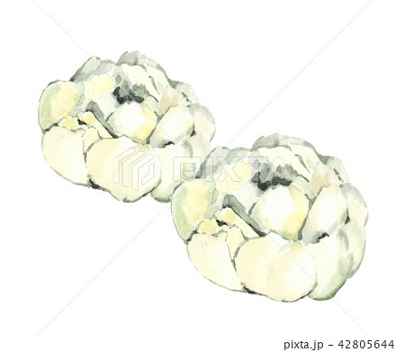 ゆりね 百合根 42805644