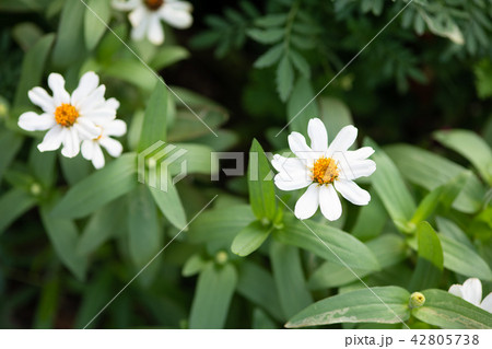白いジニアの花 42805738