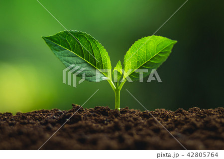 plant tree in neutral background Close-Up Of Fresh plant tree in neutral background Close-Up Of Fresh 42805764