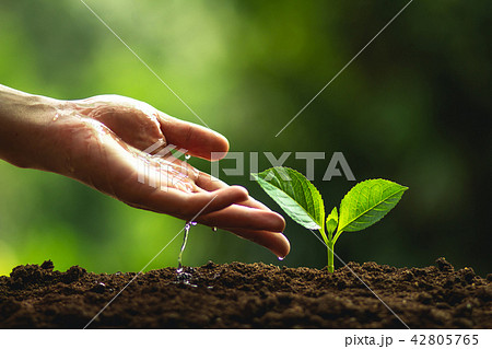 plant tree in neutral background Close-Up Of Fresh 42805765