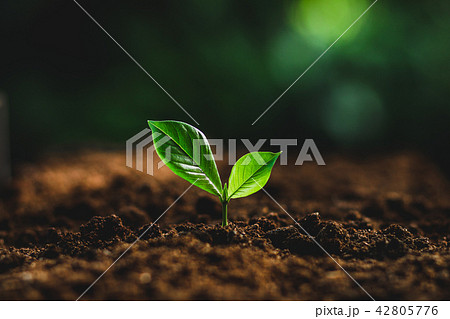 plant tree in neutral background Close-Up Of Fresh plant tree in neutral background Close-Up Of Fresh 42805776