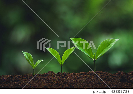 plant tree in neutral background Close-Up Of Fresh 42805783
