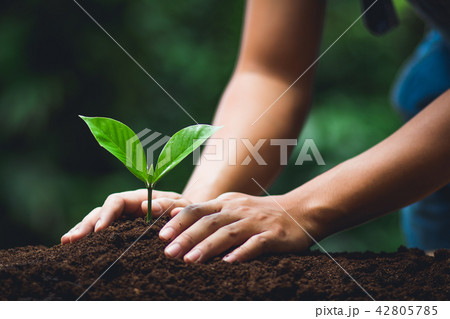 plant tree in neutral background Close-Up Of Fresh 42805785