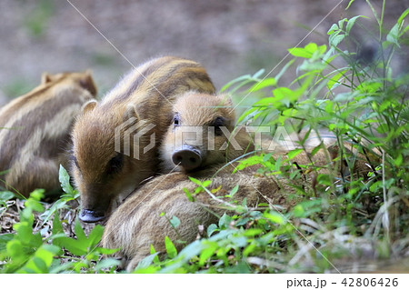 いのしし 42806426