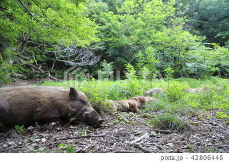 いのしし いのしし 42806446