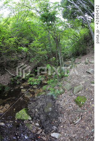 いのししの沼田場 いのししの沼田場 42806452