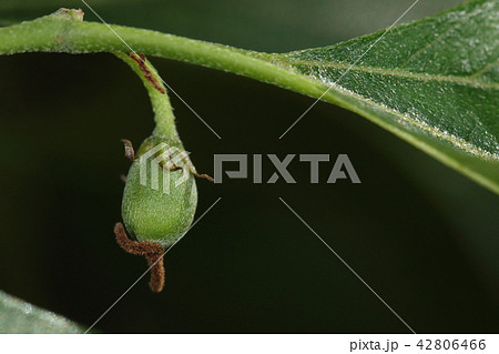 自然　植物　ムクノキ、受粉が完了した雌花です。十月頃には黒紫に熟して野鳥や人間の餌になります 42806466