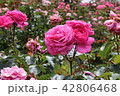 ピンクバラ 42806468