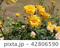 黄バラ 42806590
