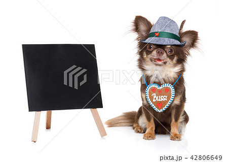 bavarian beer dog bavarian beer dog 42806649