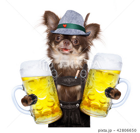 bavarian beer dog bavarian beer dog 42806650