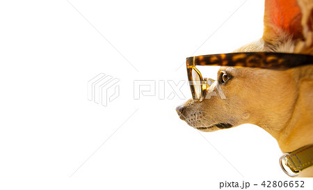 dog watching at empty negative space 42806652