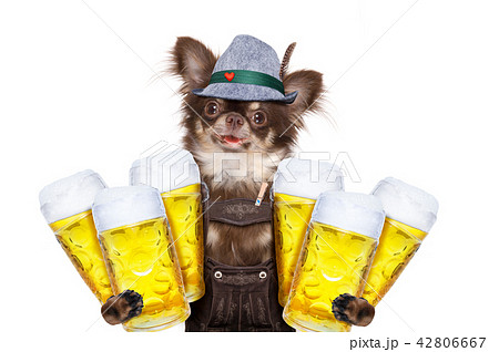 bavarian beer dog bavarian beer dog 42806667
