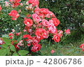 ピンクバラ 42806786