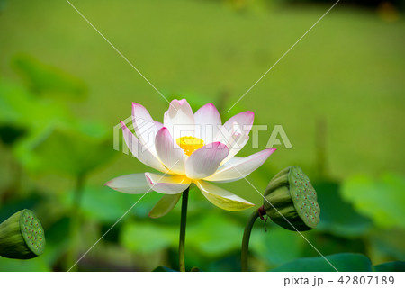 ハス ハス 42807189