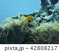 カクレクマノミとイソギンチャク 42808217