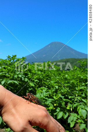 夏休みのセミと羊蹄山 42808480