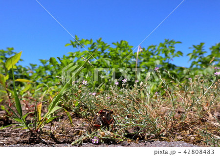 夏休みのセミ 42808483