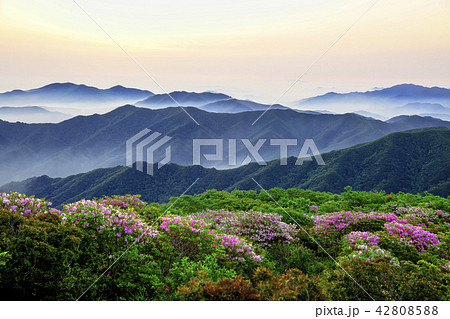 風景 ツツジ 日没 42808588