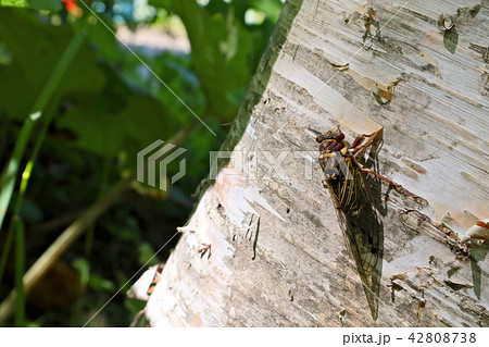 夏休みのセミ 42808738