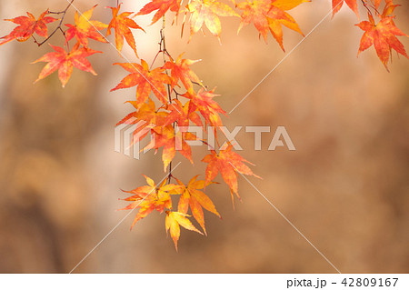 紅葉 華やかさ 雰囲気 42809167