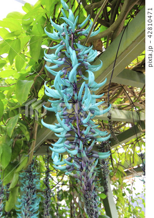温室のヒスイカズラ 42810471