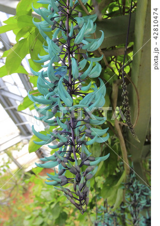 温室のヒスイカズラ 温室のヒスイカズラ 42810474