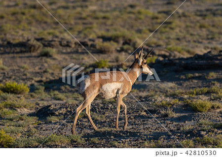 Pronghorn Antelope Buck 42810530