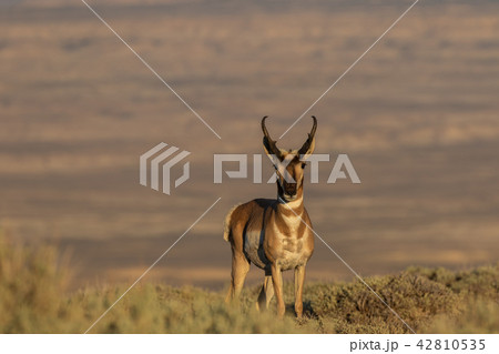 Pronghorn Antelope Buck Pronghorn Antelope Buck 42810535