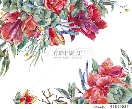 Watercolor floral template card of red flowers, Amaryllis Watercolor floral template card of red flowers, Amaryllis 42810687