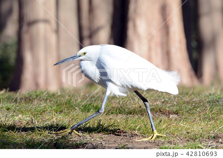 野鳥 しらさぎ 野鳥 しらさぎ 42810693